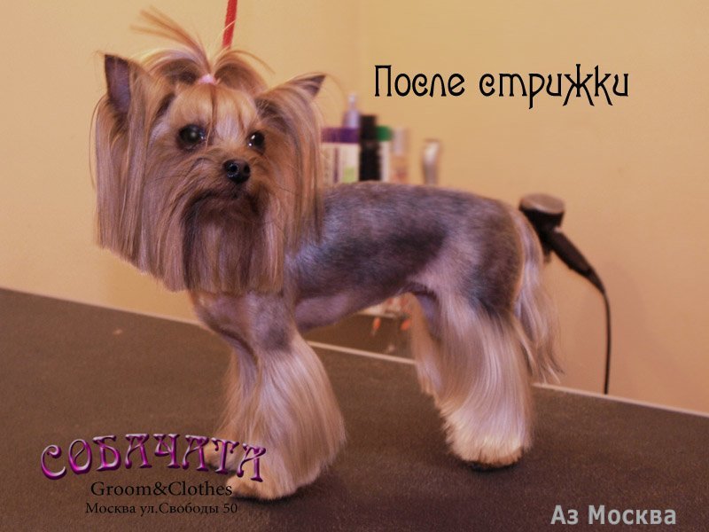 Sobachata.ru, салон красоты для собак, Химкинский бульвар, 9 (1 этаж)