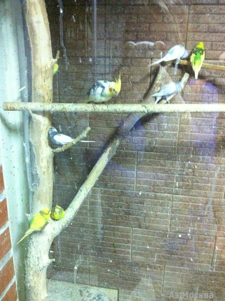 Зеленый попугай, ветеринарный центр птиц и экзотических животных, Ольминского проезд, 3а ст3