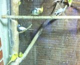 Зеленый попугай, ветеринарный центр птиц и экзотических животных
