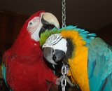 Mr.Parrot, гостиница для попугаев и птиц