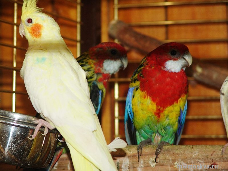 Mr.Parrot, гостиница для попугаев и птиц, Леониха д, 1а