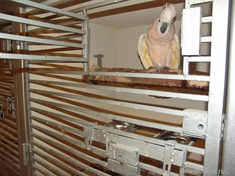Mr.Parrot, гостиница для попугаев и птиц, Леониха д, 1а