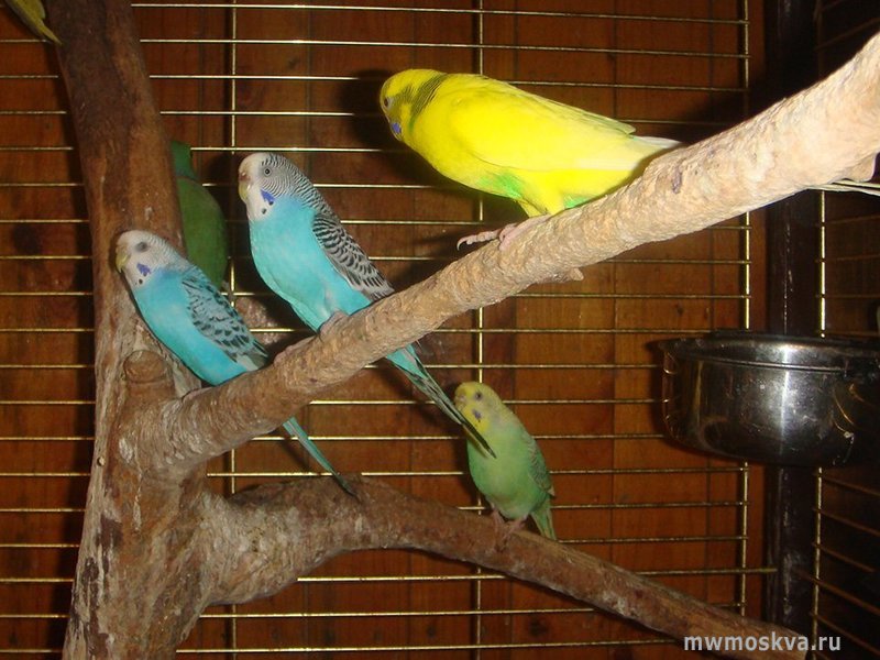 Mr.Parrot, гостиница для попугаев и птиц, Леониха д, 1а