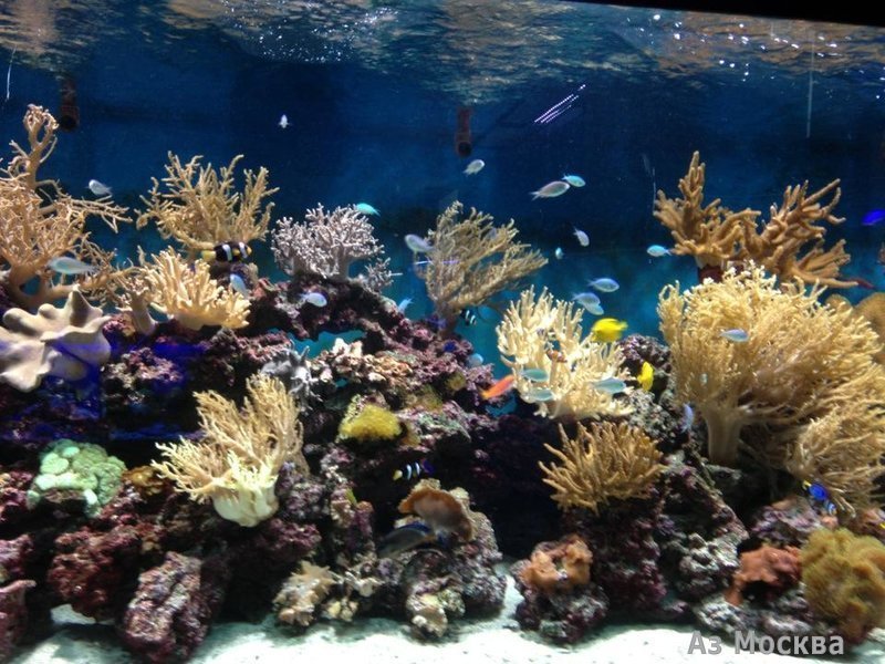 Морской аквариум на Чистых прудах, океанариум, Чистопрудный бульвар, 14 ст3 (цокольный этаж)