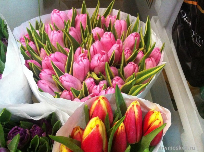 Цветы для души, цветочная база, 60-летия Октября проспект, 16 к1 (цокольный этаж)