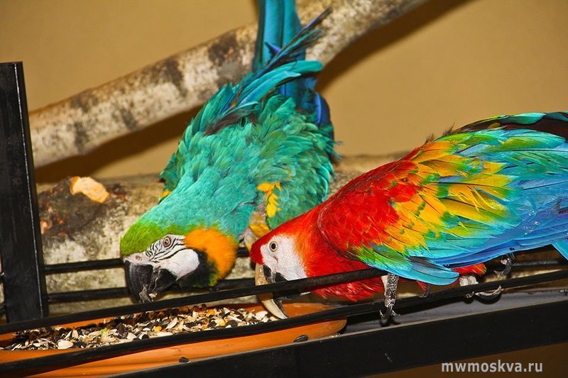 Mr.Parrot, гостиница для попугаев и птиц, Леониха д, 1а