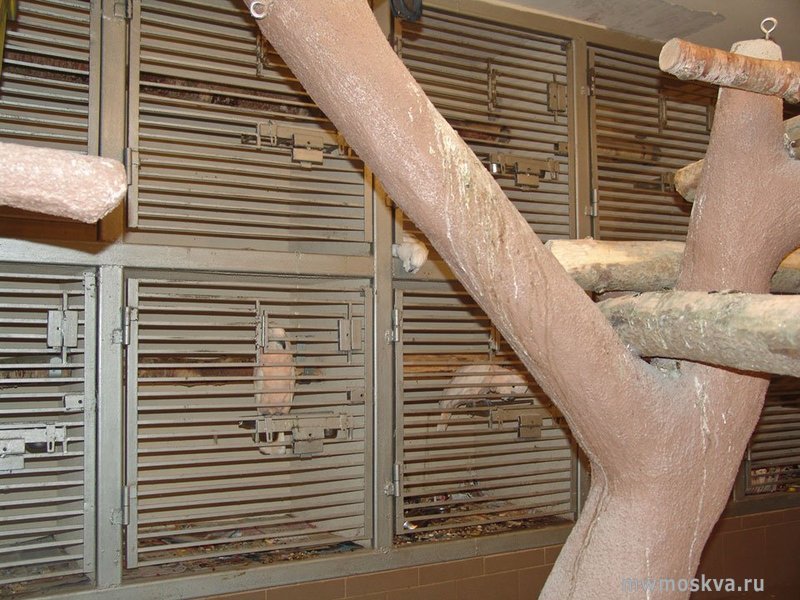 Mr.Parrot, гостиница для попугаев и птиц, Леониха д, 1а