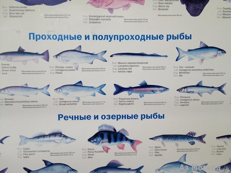 Всероссийский НИИ рыбного хозяйства и океанографии, Верхняя Красносельская, 17