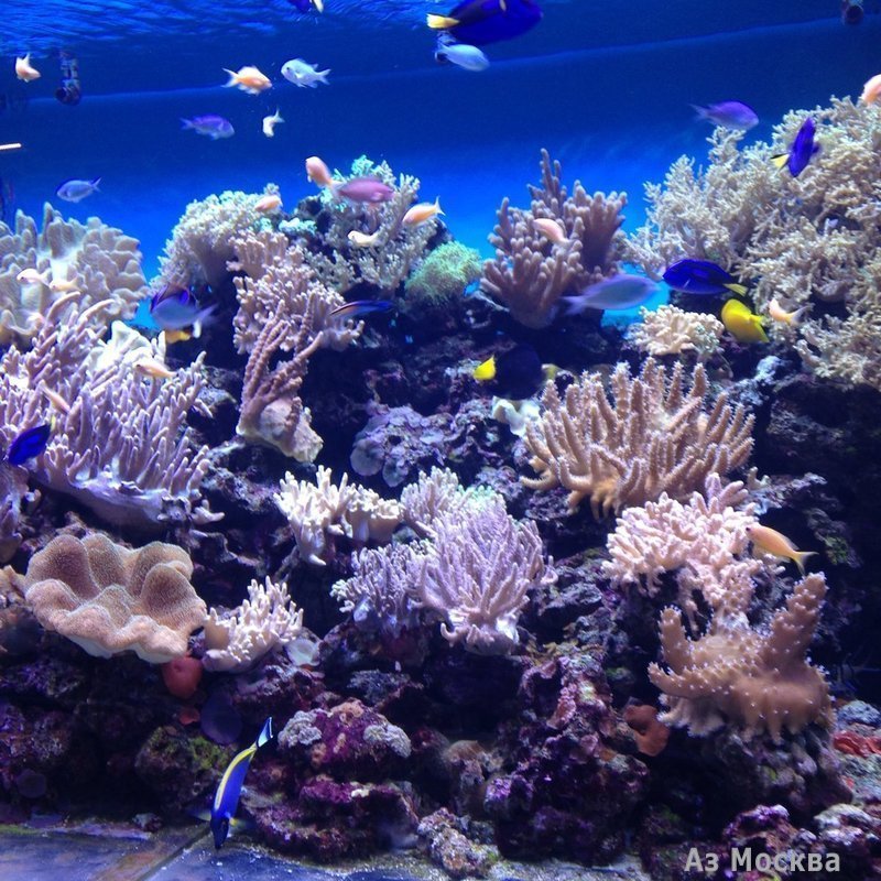 Морской аквариум на Чистых прудах, океанариум, Чистопрудный бульвар, 14 ст3 (цокольный этаж)