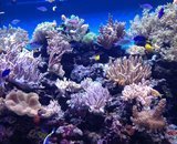 Морской аквариум на Чистых прудах, океанариум